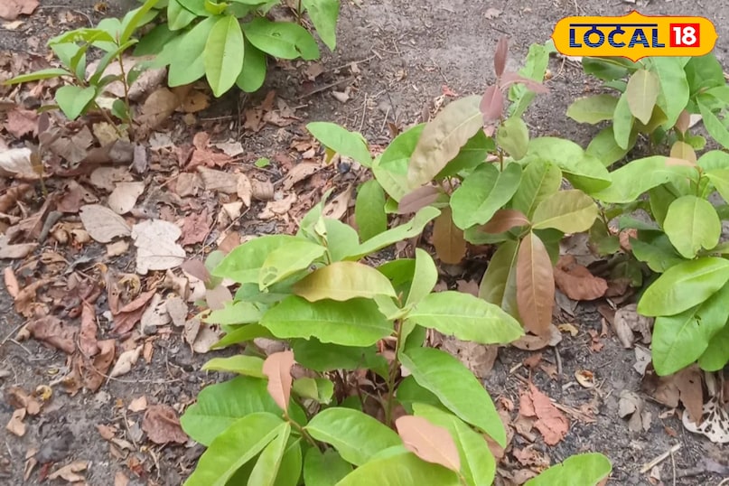 तेंदू के पत्ते