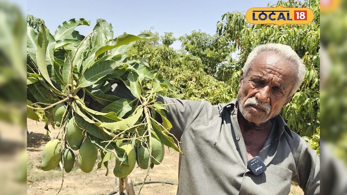 45°C की गर्मी में ‘आमों की फैक्ट्री’, रेगिस्तान में लहलहा रहे 3 लाख किलो वाले आम, रिटायर्ड शिक्षक का कमा – News18 हिंदी