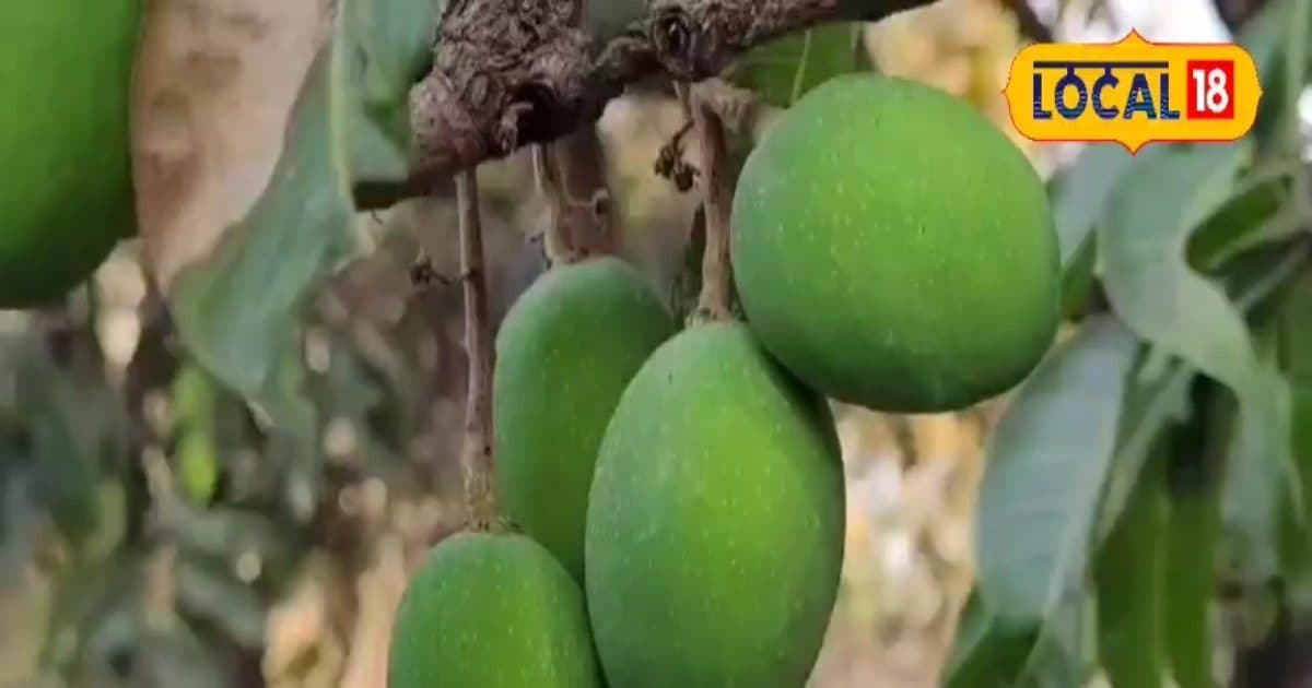 फलो का ‘रसगुल्ला’ है बिना गुठली का यह आम, खाते ही भूल जाएंगे सभी वैरायटी
