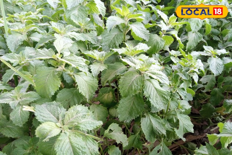 मेंथा का पौधा