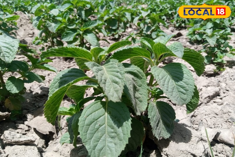 मेंथा का पौधा