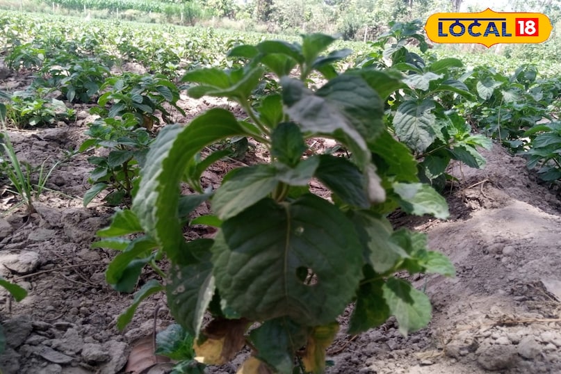 मेंथा का पौधा