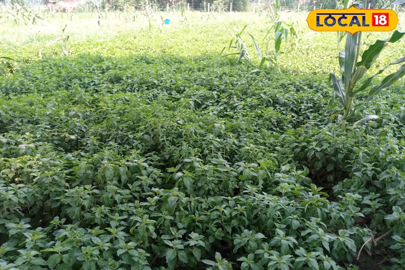 मेंथा का पौधा