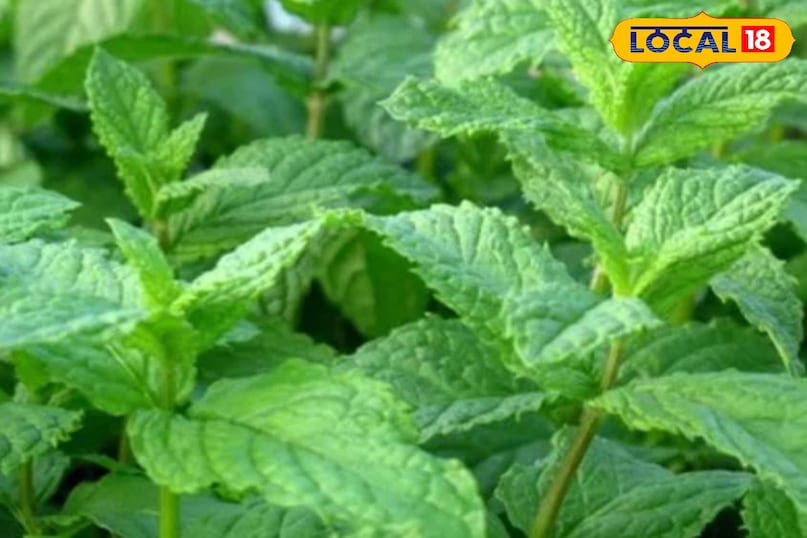 मेंथा का पौधा