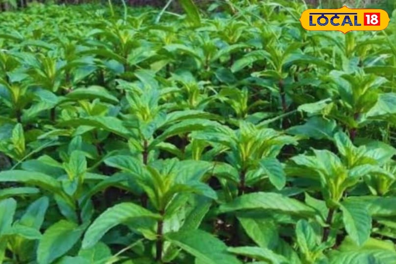 मेंथा का पौधा