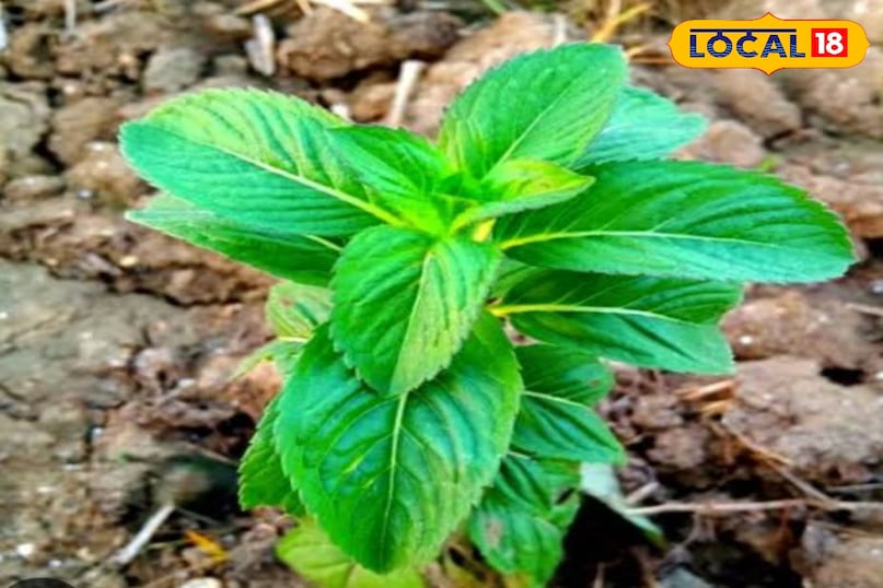 मेंथा का पौधा