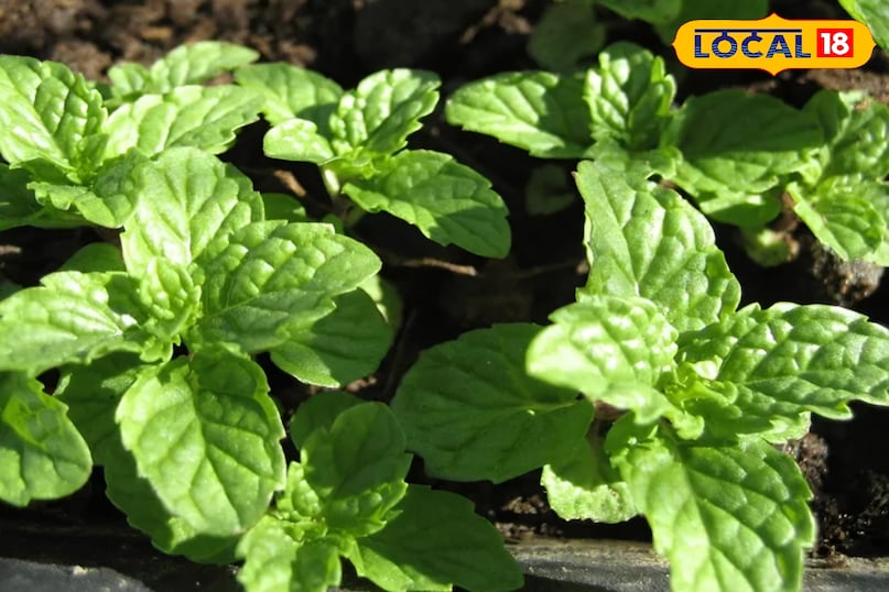 मेंथा का पौधा