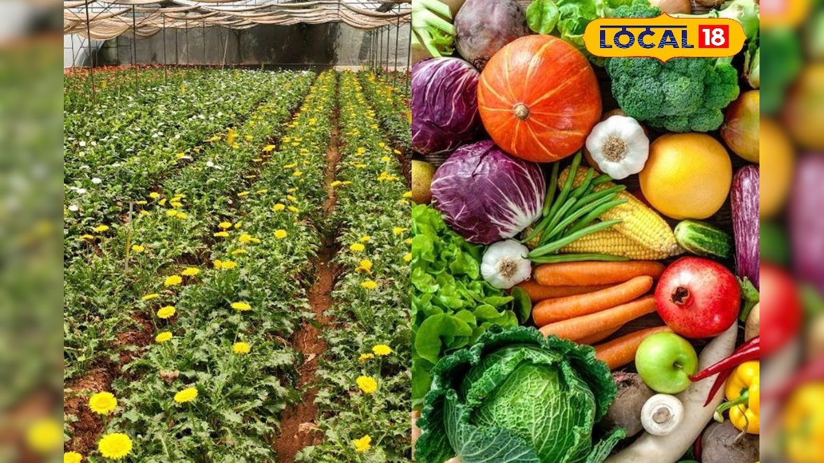 गर्मी में किसान सब्जी उगाने के पहले करें ये काम, बंपर होगा पैदावार, मुनाफा हो जाएगा डबल