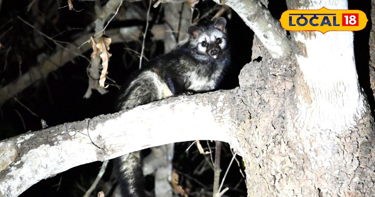 यूपी के इस जंगल में रहता है रहस्यमयी जानवर…. दिन में नहीं आता नजर, 3 प्रजातियां मौजूद, देखिए तस्वीरें