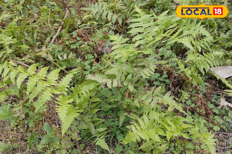 why this is people's favorite 