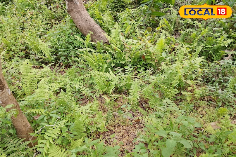 write way to linguda