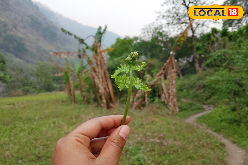 relate with pahadi life 