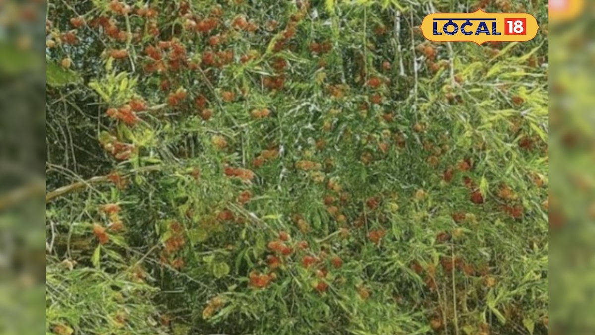 रेगिस्तान में शरीर के लिए कूलर का काम करता है ये फल, लू भी आपका कुछ नहीं कर सकता!