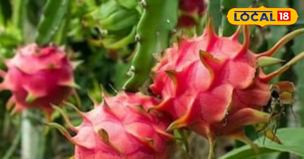 किसान ड्रैगन फ्रूट की खेती में लागत से कमा रहे ढाई गुना ज्यादा मुनाफा, उद्यान विभाग दे रहा 60 फीसदी अनुदान, ये हैं जरूरी दस्तावेज