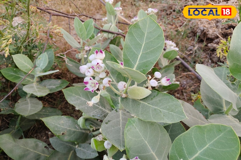 मदार का पौधा 