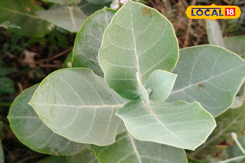 मदार का पौधा 