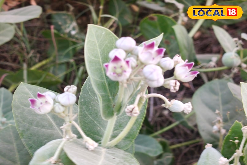 मदार का पौधा 