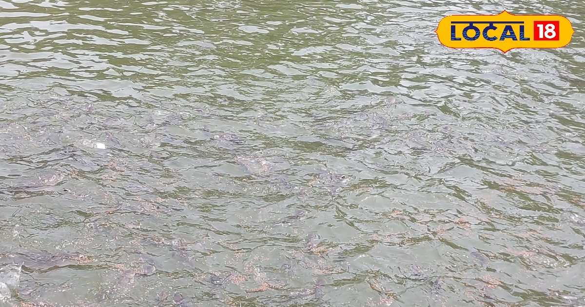 MBA के बाद भागलपुर में शुरू किया मछली पालन, 1 करोड़ टर्नओवर