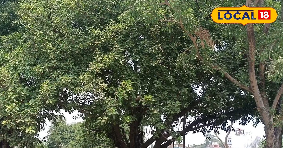 जहानाबाद का 100 साल पुराना बरगद पेड़ देता ठंडी छांव