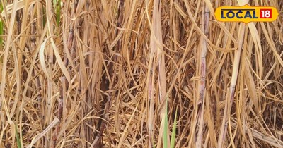 गुलमा के किसान जितवा पलायन ने शुरू की गन्ना की खेती