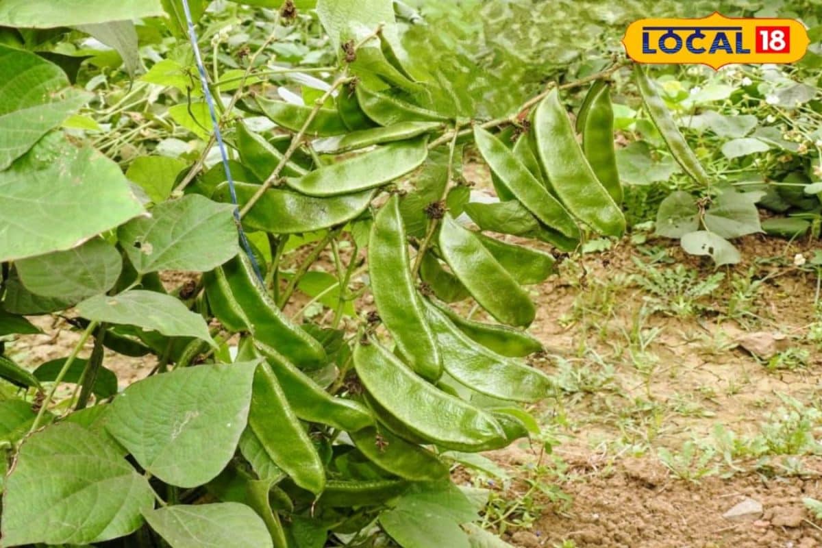 बिना लतर वाली सेम की नई किस्म, 75 दिन में तैयार होगी फसल, बढ़ेगी किसानों की कमाई