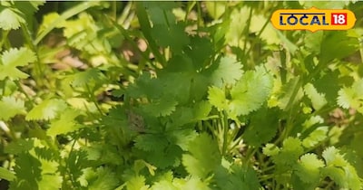 इसके बाद गमले के तौर पर आपको थर्माकोल का गमला लेना है. क्योंकि यह नमी और वाटर को रिटेन करके रखता है और कूलिंग इफेक्ट देता है. इसलिए गर्मी में इसमें पानी जल्दी भाप बनकर नहीं उड़ता. ऐसे में आप कोई बड़ा थर्माकोल ले लीजिए. यह बाजार में आसानी से मिल जाएगा. 