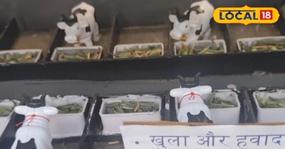 बस आपको एक स्विच दबाना है और आपके तबेले में जितनी भी गाय और भैंस हैं. वह ऑटोमेटिक ही बढ़िया से नहा लेंगे या फिर एकदम हल्का सा पानी छिड़कना है. ठंडा होने के लिए तो एकदम थोड़े-थोड़े बूंद पानी का भी छिड़काव हो जाएगा.