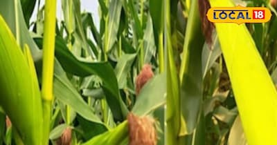 रबी कटाई के बाद करें दलहन की खेती