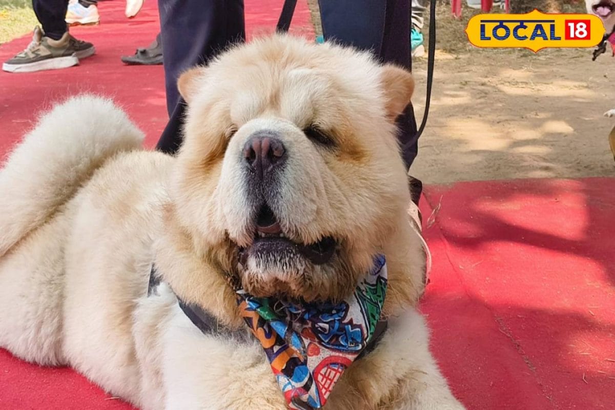 24 घंटे AC में रहने वाला ‘एंजो’, लग्ज़री लाइफ जी रहा ये डॉग