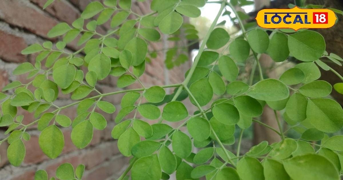 सहजन पत्ते से तैयार नमकीन, इम्यूनिटी बढ़ाने का आसान तरीका