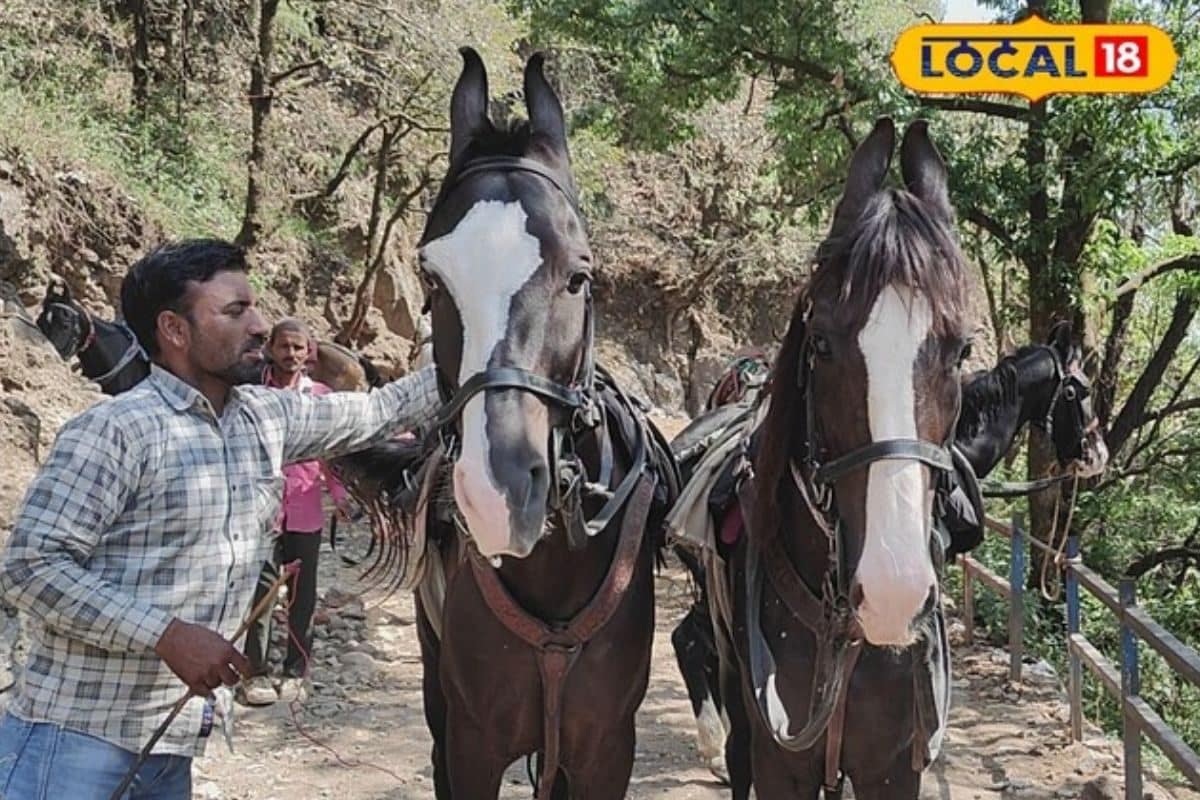 नैनीताल के सिंघम-जिगर का जलवा! बारापत्थर के ये घोड़े बने सैलानियों की पहली पसंद, बॉलीवुड से है खास कनेक्शन