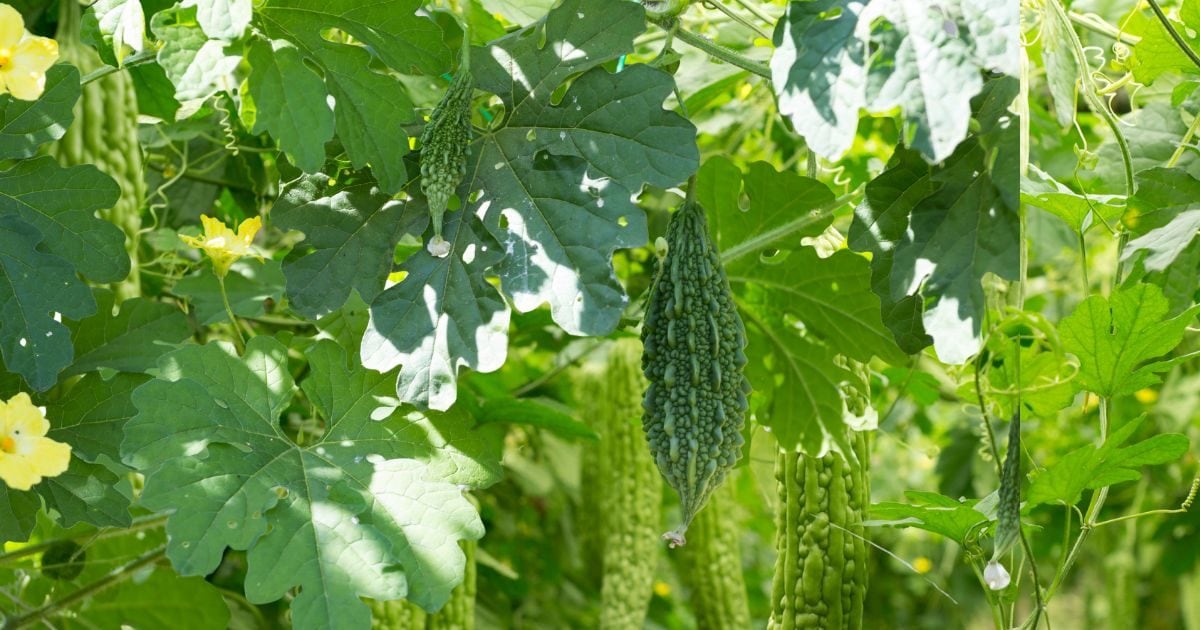 यदि वास्तु में यकीन है तो कभी भी करेला का पौधा घर के पास न लगाएं, वरना दरिद्रता साथ में