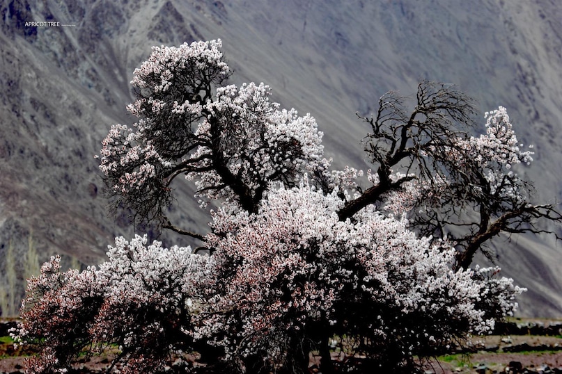 लद्दाख जाने वाले पर्यटकों की भारी संख्या को देखते हुए विमानन कंपनियों पहले से ही तैयार हो गई है. उदाहरण के लिए 24 अप्रैल को दिल्ली के इंदिरा गांधी अंतर्राष्ट्रीय हवाई अड्डा से लेह एयरपोर्ट के लिए 13 फ्लाइटें हैं. इकोनोमिक क्लास में 7 हजार रुपये से किराया शुरू हो जाता है. वहीं इसका अधिकतम किराया 11 हजार तक है. बिजनेस क्लास में भी यह 10 हजार से शुरू हो जाता है. फ्लाइटों की संख्या में और इजाफा होने की संभावना है. @lg_ladakh के X हैंडल से ली गई तस्वीर. लद्दाख जाने वाले पर्यटकों की भारी संख्या को देखते हुए विमानन कंपनियों पहले से ही तैयार हो गई है. उदाहरण के लिए 24 अप्रैल को दिल्ली के इंदिरा गांधी अंतर्राष्ट्रीय हवाई अड्डा से लेह एयरपोर्ट के लिए 13 फ्लाइटें हैं. इकोनोमिक क्लास में 7 हजार रुपये से किराया शुरू हो जाता है. वहीं इसका अधिकतम किराया 11 हजार तक है. बिजनेस क्लास में भी यह 10 हजार से शुरू हो जाता है. फ्लाइटों की संख्या में और इजाफा होने की संभावना है. @lg_ladakh के X हैंडल से ली गई तस्वीर.