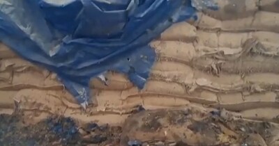 खराब गेहूं. 