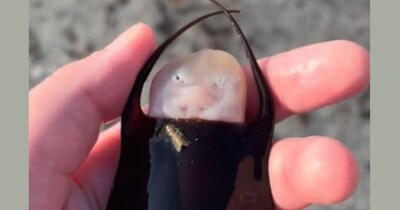 ब्रायना वार्नर को फ्लोरिडा के पास-ए-ग्रिल बीच के पास मलबे में मिला यह जीव.