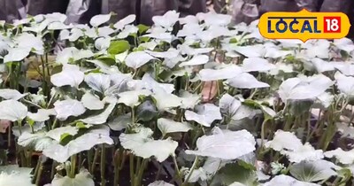 गर्मी में लू से फसल बचाने का अनोखा तरीका: एक लाइन सब्जी, दूसरी में मक्का