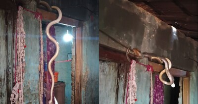 দরজায় 'মৃত্যুর তাণ্ডব': বিশাল কোবরার ইঁদুর শিকার, পরিবার আতঙ্কিত!