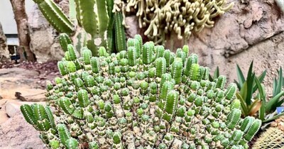 देखने में ये साधारण नागफनी (Cactus) का पौधा लगता है.