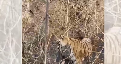 बाघ ने न दहाड़ा, न दौड़ाया, न हमला किया, आया... बैग उठाया और चला गया! VIDEO