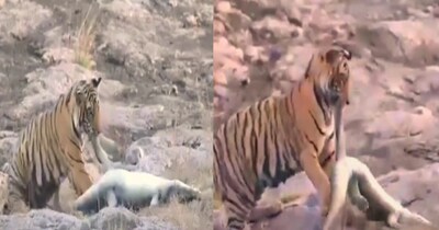 रणथंभौर में बाघिन 'शक्ति' ने 10 मिनट की जंग में मगरमच्छ को दबोचा, वीडियो वायरल.