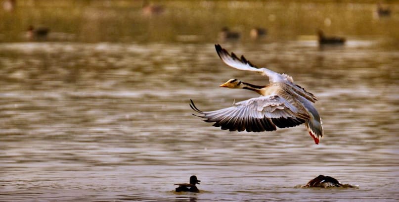 शेखा झील की असली खूबसूरती सर्दियों के मौसम में निखरती है. अक्टूबर का महीना शुरू होते ही यहां सात समंदर पार से हजारों मील का सफर तय करके विदेशी परिंदे आने लगते हैं. करीब 40 हेक्टेयर में फैली यह झील मार्च तक इन मेहमानों से गुलजार रहती है. यहां 40 से 45 अलग-अलग प्रजातियों के विदेशी पक्षी एक साथ देखे जा सकते हैं, जो किसी अजूबे से कम नहीं है. आप गर्मियों में यहां घूमने आ सकते है यहां की हरियाली और सुकून भरे नजारे आपके दिन को खास बना देंगे.