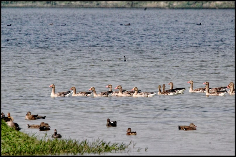इस झील पर करीब 186 प्रजातियों के देशी और विदेशी पक्षियों का जमावड़ा लगता है. यहां आपको विदेशी सारस, सुर्खाव, पिनटेल, जल मुर्गा, ब्लैक आइविश और पेंटेड स्ट्रोक जैसे दुर्लभ पक्षी बहुत करीब से देखने को मिलेंगे. जैसे-जैसे कड़ाके की ठंड बढ़ती है, वैसे-वैसे यहां इन रंग-बिरंगे परिंदों की तादाद और भी बढ़ती जाती है, जिससे पूरा नजारा जादुई लगने लगता है.