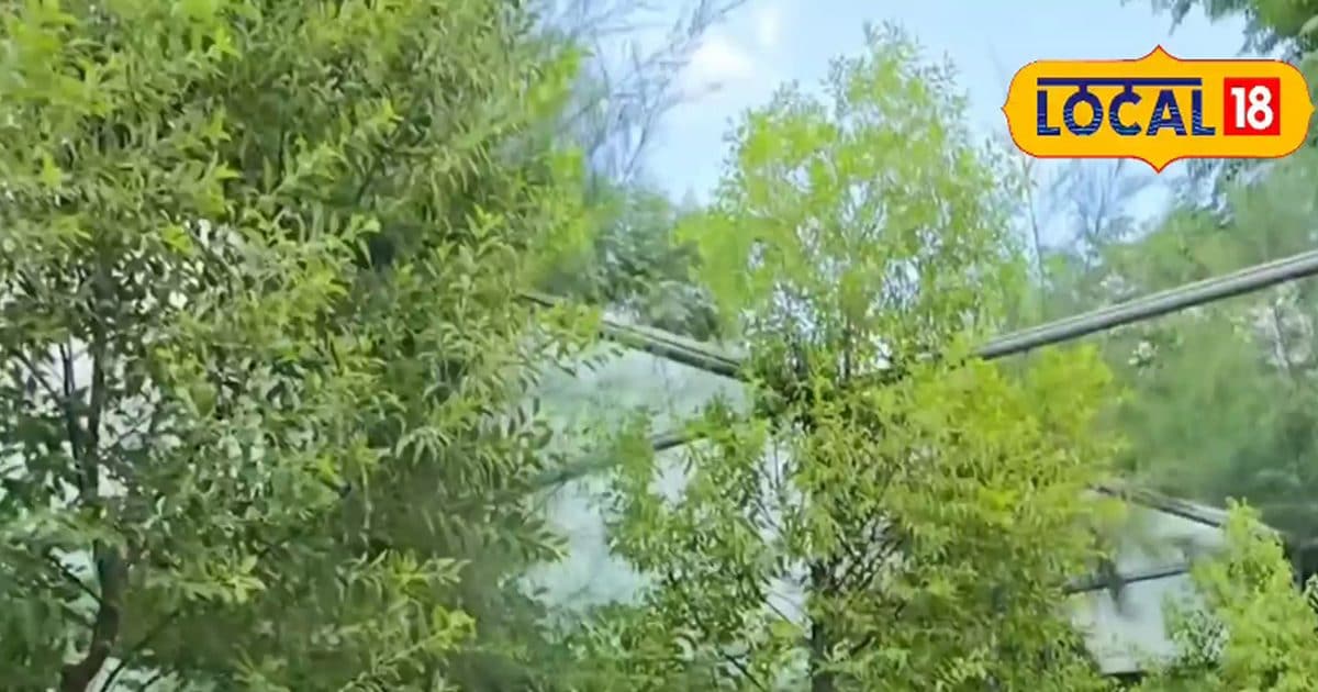 लागत 1000… 12 साल बाद 10 पेड़ से 4000000 कमाएंगे! अप्रैल में शुरू कर दें खेती की तैयारी