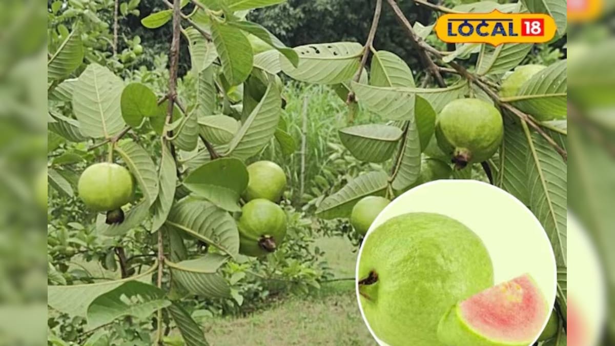 ताइवान पिंक अमरूद की खेती, 2200 पौधों ने बदल दी किसान की किस्मत, 1 एकड़ की कमाई सुन चौंक जाएंगे