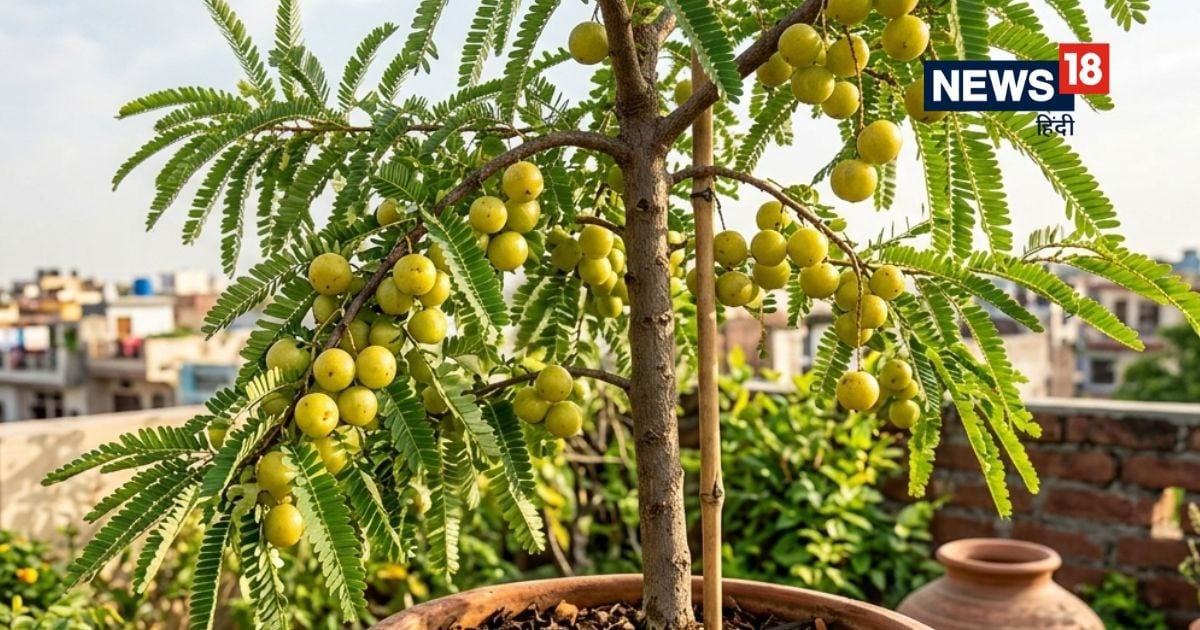 छत पर उगाएं ‘अमृत फल’! गमले में आंवला उगाने का ये रहा सही तरीका