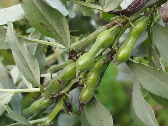 बस 2 महीने तक बाजार में मिलती है ये हरी सब्जी, खत्म होने से पहले बना लें सेहत