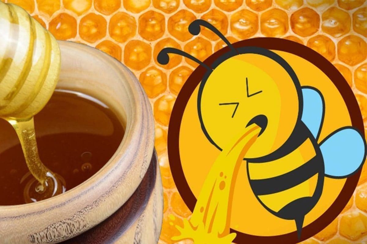 मीठी क्यों होती है मधुमक्खी की 'उल्टी'? कई बार उगलने के बाद आता है चिपचिपापन, चाव से खाते हैं लोग