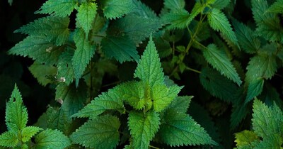 चटनी की रेसिपी है बेहद आसान (इमेज- फाइल फोटो)  