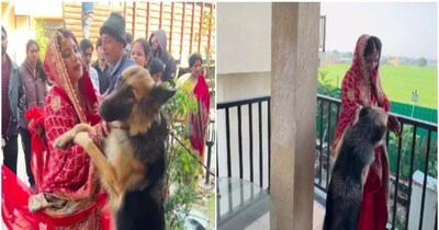 कभी चाटते दिखे मुंह कभी हाथ पकड़कर रोका (इमेज- सोशल मीडिया) 