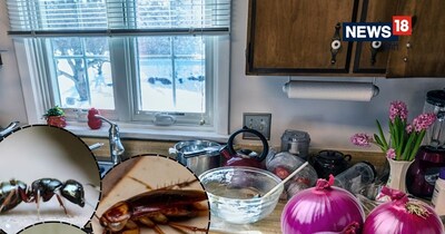 अगर आप भी कीड़ों के आतंक से परेशान हैं और कोई नेचुरल तरीका ढूंढ रहे हैं, तो यह तरीका आजमाकर देखें. 